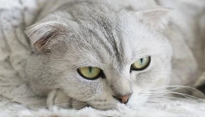 开云体育下摘-柯凡特热火：新赛季首轮比赛备战到位