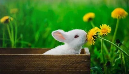 开云体育网站入口-意甲升班马维罗纳连续战平，保级形势不容乐观